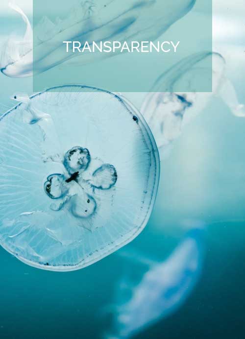 Transparency Ocean Jellyfish D.A.O.